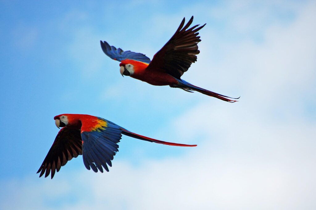 Hermosa Guacamaya en cautiverio fue entregada a la CVC