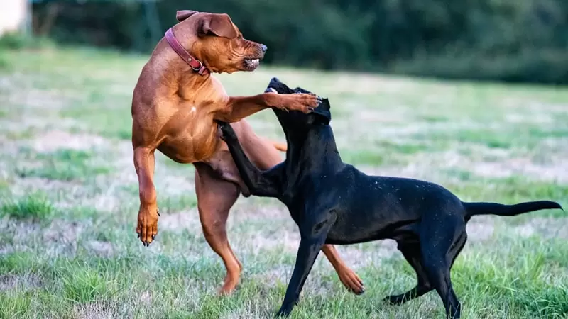 ¿Qué genera la agresividad en los perros  y cómo corregir esa reacción?